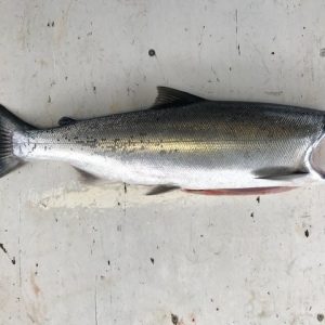 Whole Coho & Pink Salmon