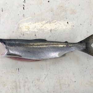Whole Pink Salmon