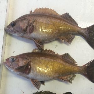 Rockfish