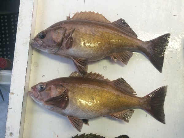 Rockfish
